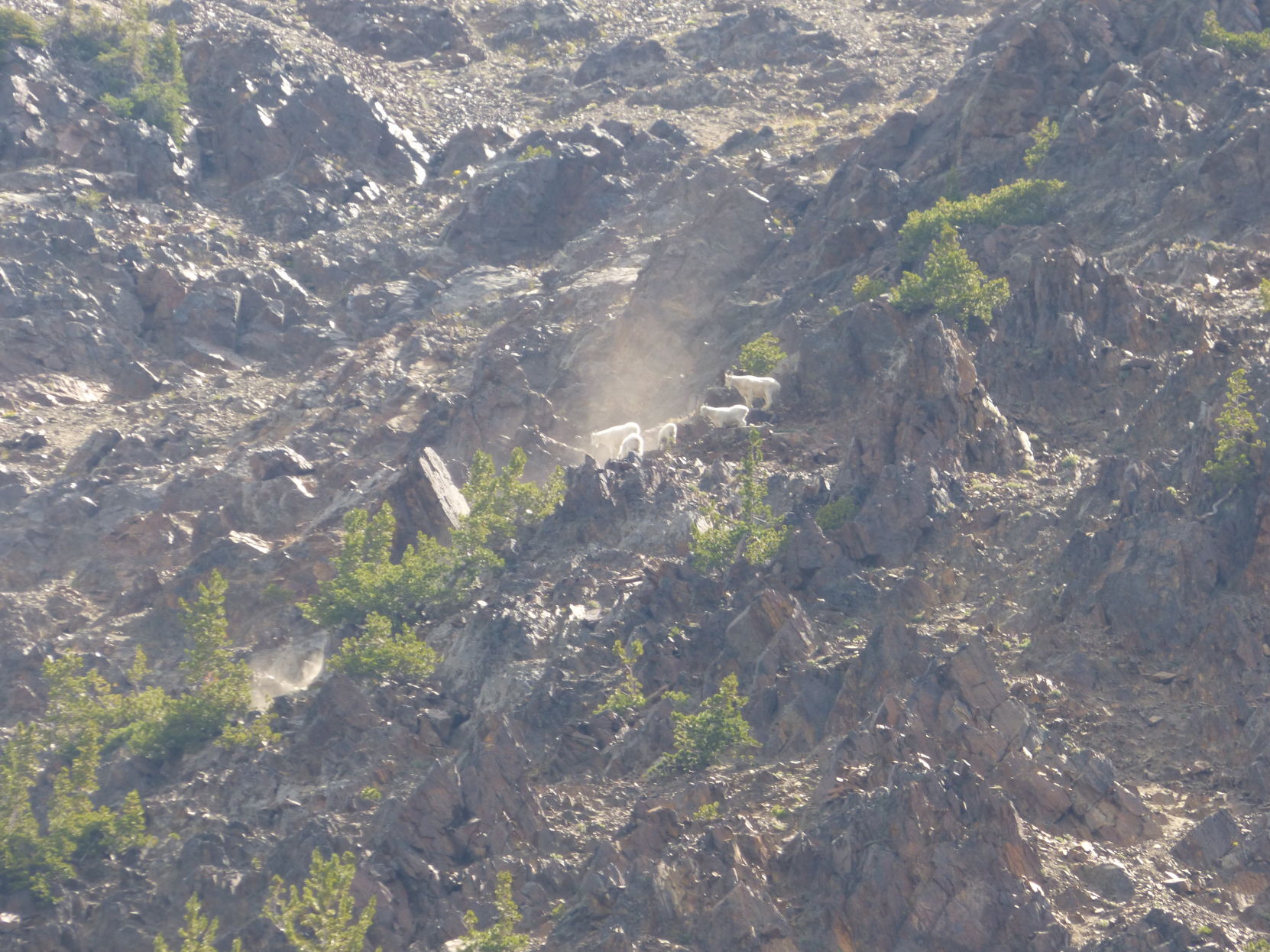 Mountain goats